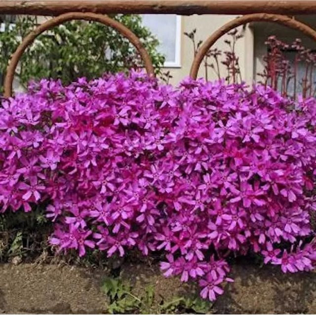 Phlox subulata Niedrige Flammenblume Atropurpurea als Bodendecker für Garten und Balkon - Bild 1