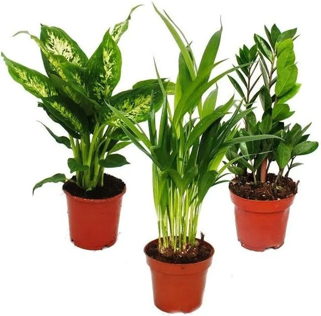 Exotenherz Zimmerpflanzen Mix 3er Set in Grün mit Dieffenbachia, Arecapalme, Chrysalidorpus und Zamiopalme (Zamioculcas) im 10-12 cm Topf - Bild 1