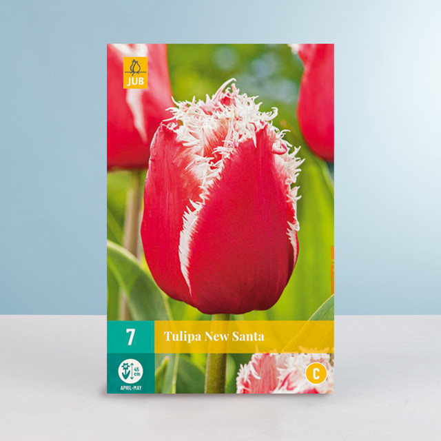 BLUME2000 Gefranste Tulpe New Santa mit 7 Blumenzwiebeln - Bild 1