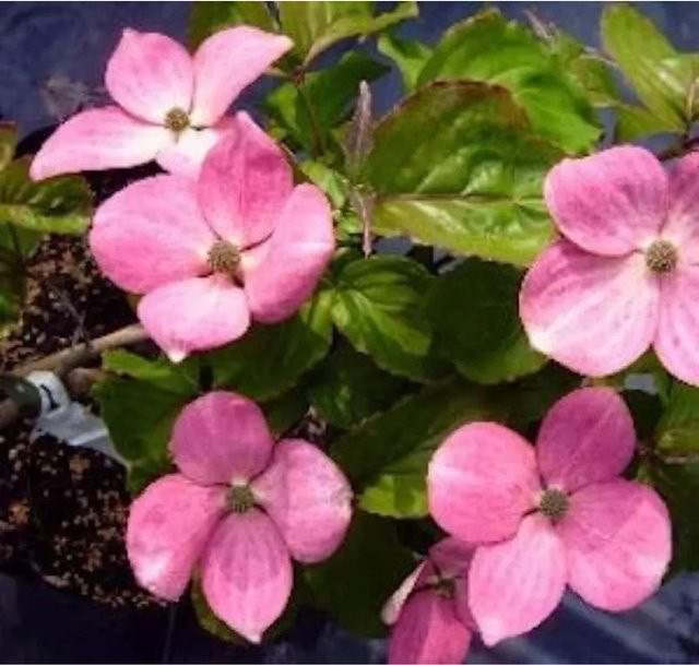 Japanischer Blumen Hartriegel Cornus kousa Radiant Rose in Pink, Höhe: 60-80 cm - Bild 1