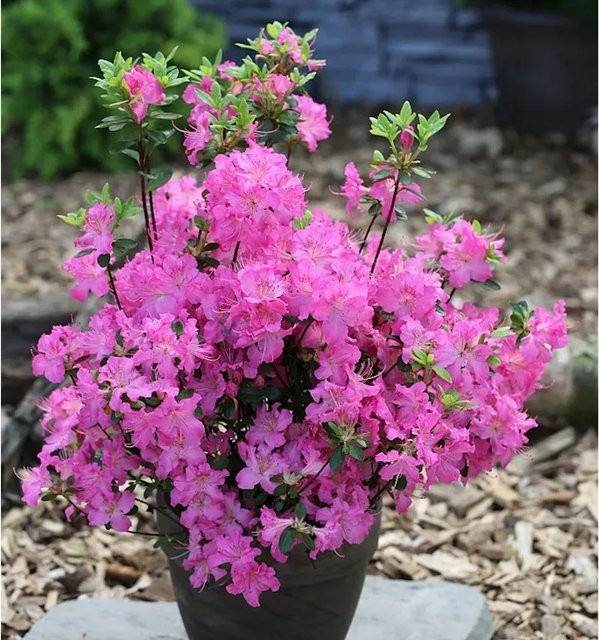 Japanische Azalee Petticoat Rhododendron obtusum Zwerg Alpenrose in Pink, Höhe: 20-25 cm - Bild 1