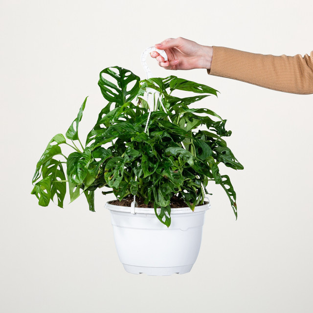 Monstera Adansonii Ampelpflanze von Green Living in Grün - Bild 1
