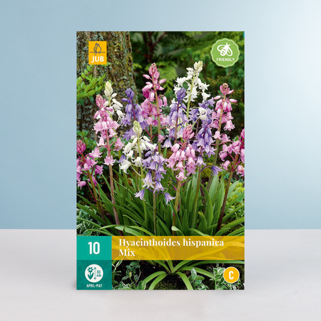 Waldhyazinthen Mix von BLUME2000 mit 10 Zwiebeln - Bild 1