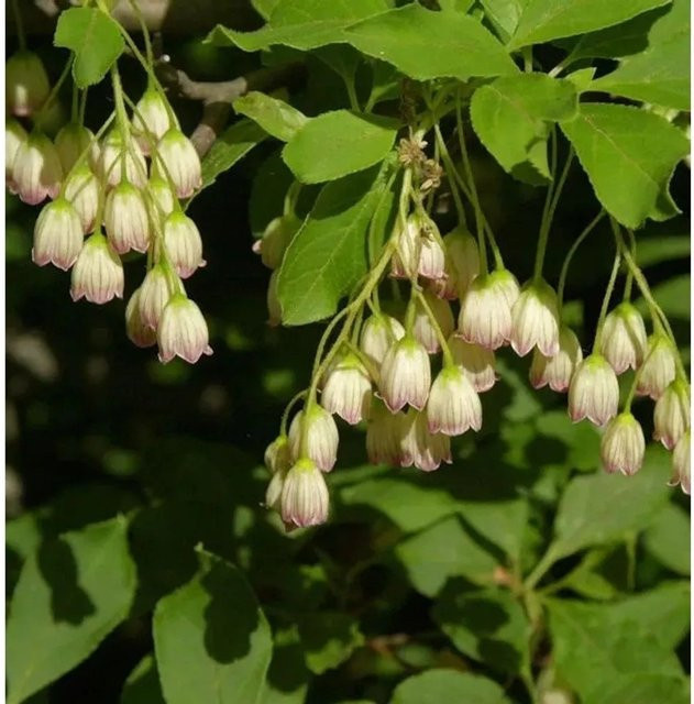Enkianthus campanulatus Prachtglocke Zierstrauch von Nr-01.de in Gelb und Rosa, Höhe: 60-80 cm - Bild 1