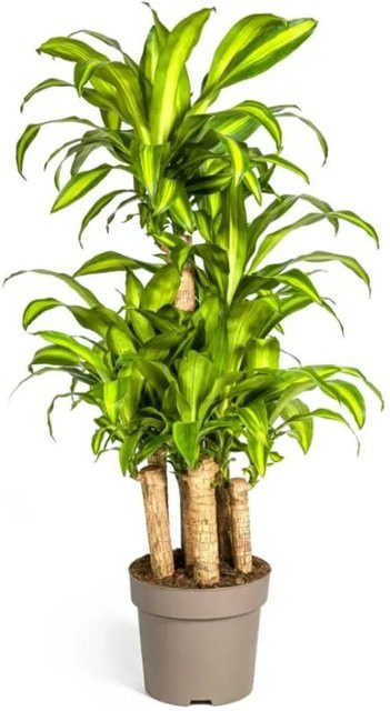Exotenherz Drachenbaum Dracaena Fragrans Massangeana Karussel Zimmerpflanze, Höhe: 130-150 cm, Grün - Bild 1