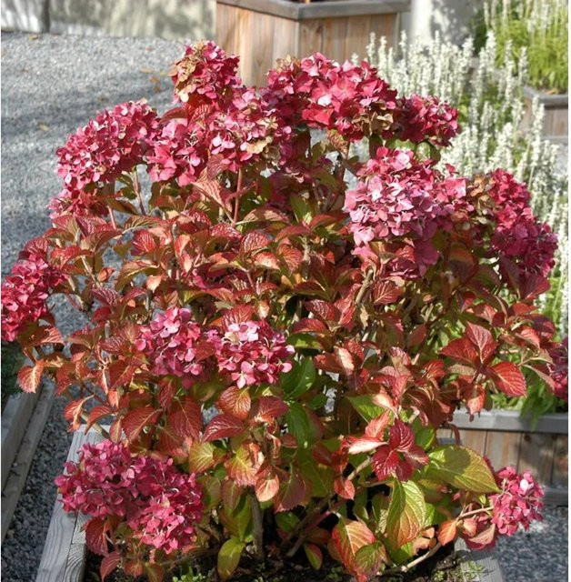 Bauernhortensie Masja Hydrangea macrophylla in Pink von Nr-01.de - Bild 1