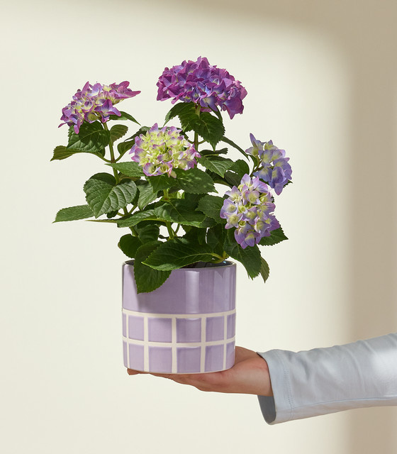 BLUME2000 Hortensie Lady Lilac im Keramiktopf - Bild 1