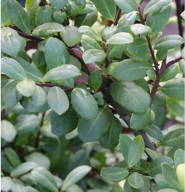 Berg Ilex Dark Star Ilex crenata grüner Strauch zur Heckenpflanzung 30-40cm - Bild 1