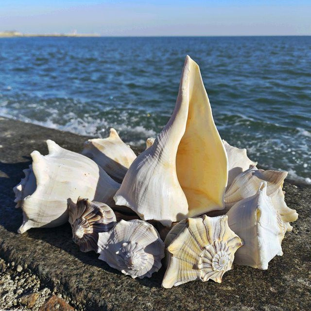 Weiße Muschel als maritime Dekoration für die Wand, Aquascaping oder als Sammlerstück - Bild 1