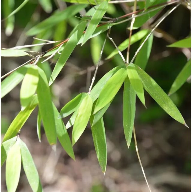 Fargesia speciosa Bambus Malachite Violett Woods als Heckenpflanze für den Außenbereich, Höhe: 80-100 cm - Bild 1