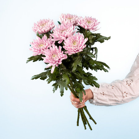 BLUME2000 Chrysanthemen pink 7 Stiele