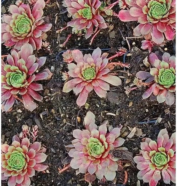 Sempervivum cultorum Hauswurz Turmalin von Nr-01.de, grüne mehrjährige Gartenpflanze - Bild 1