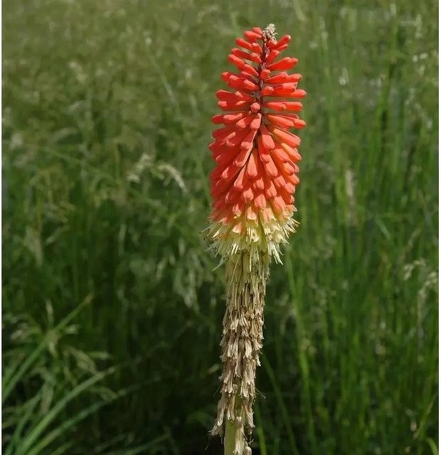 Kniphofia Nancys Red Fackellilie als rote Beetpflanze und Solitärpflanze von Nr-01.de - Bild 1