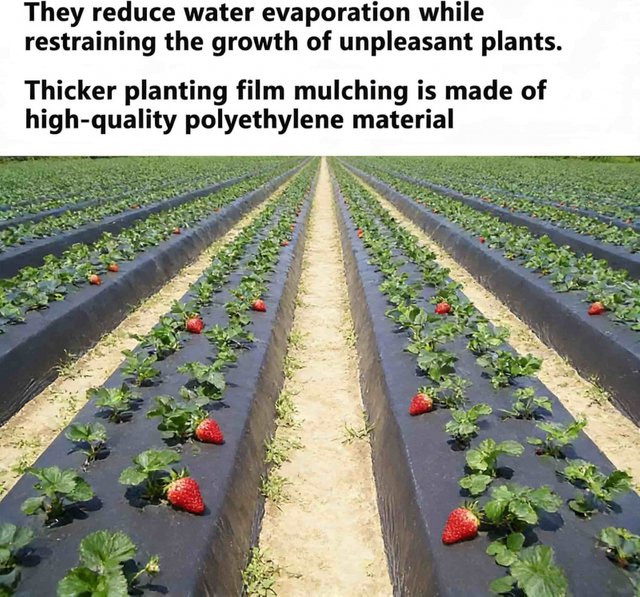 Schwarze biologisch abbaubare Mulchfolie zur Unkrautbekämpfung und Feuchtigkeitsrückhaltung für den Gemüsegarten und landwirtschaftliche Gewächshäuser - Bild 1