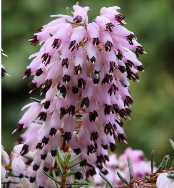 10x Winterheide Erica carnea Atrorubra in Pink, mehrjährige Pflanze für den Balkon - Bild 1