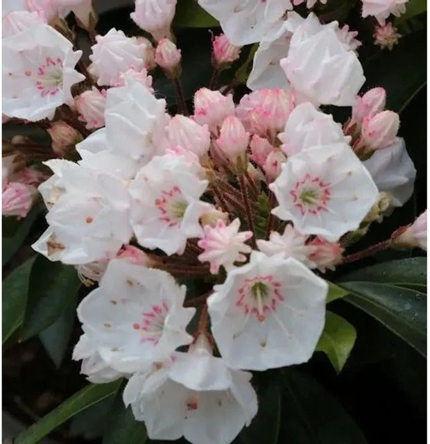 Berglorbeer Kalmia latifolia als Zierstrauch von Nr-01.de, Höhe: 15-20 cm - Bild 1