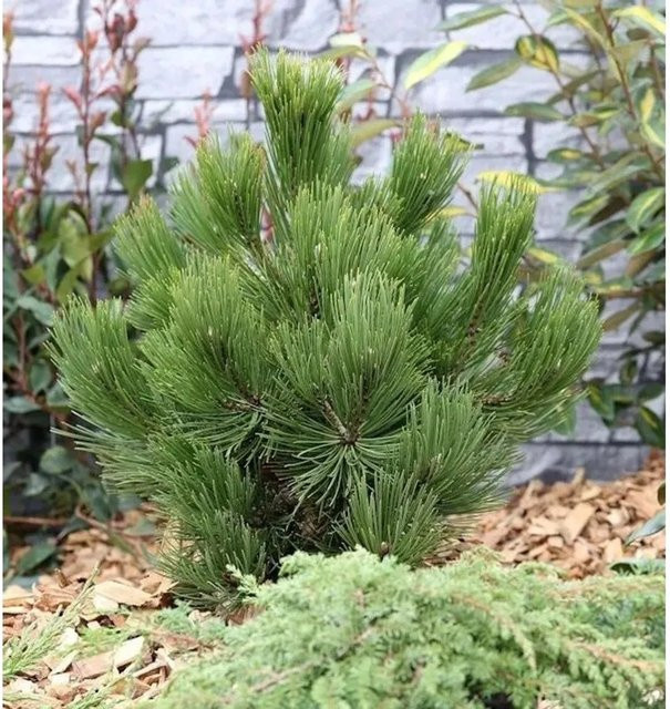 Schlangenhautkiefer Panzerkiefer Compacta Pinus leucodermis für deinen Garten - Bild 1