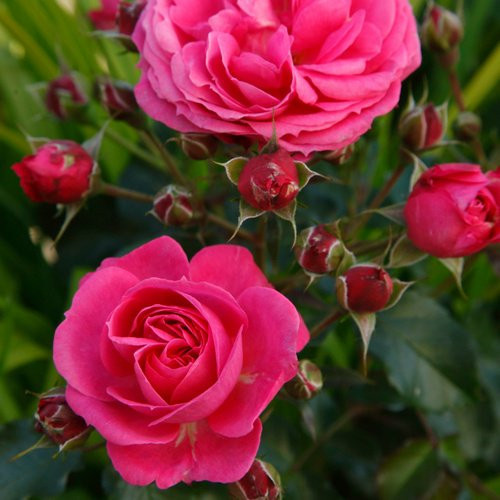 KORDES ROSEN Beetrose Moin Moin in Rosa, gefüllte Blüte, Zierstrauch - Bild 1