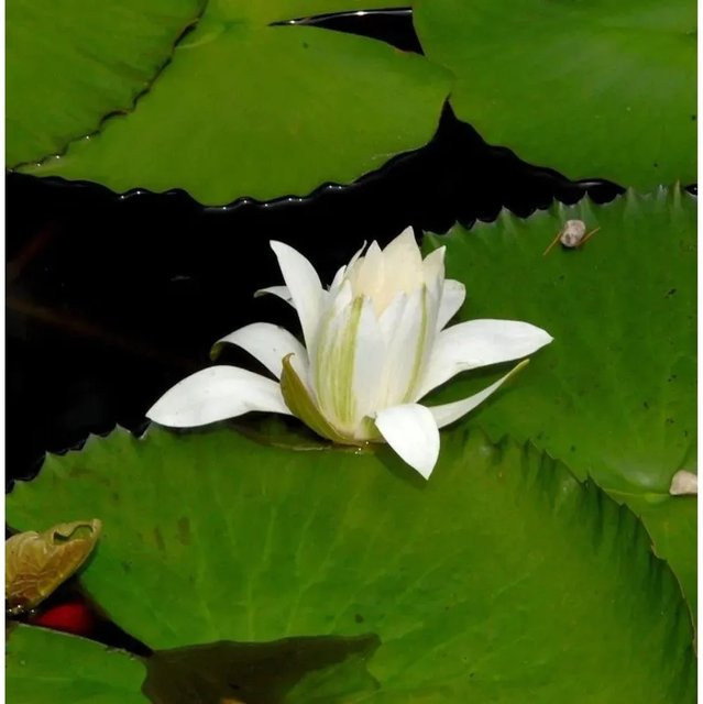 Weiße Seerose Nymphaea Marliacea Albida für Teiche und Gewässer - Bild 1