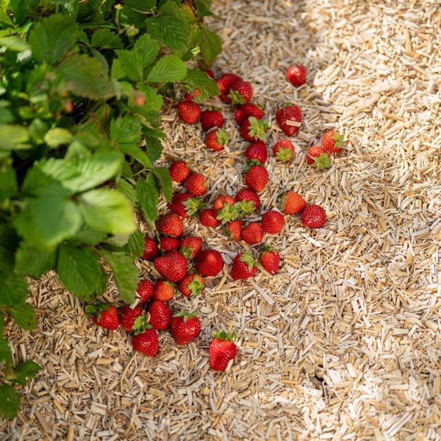 Floragard Erdbeer- und Gemüsemulch, Braun, 2 x 20 L - Bild 1