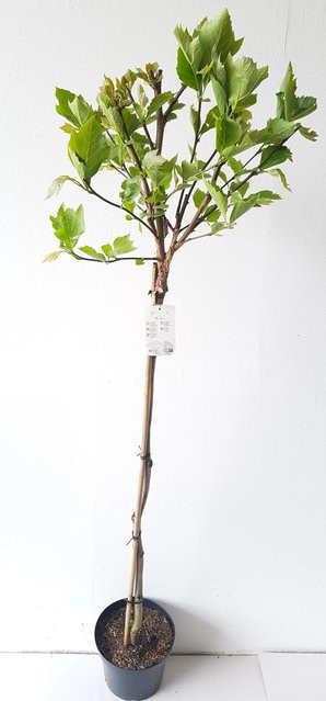 Pflanzen-Boering Platanus Alpens Globe Kugelplatane als Stämmchen in Grün, Gesamthöhe: 180-190 cm, Stammhöhe: 125 cm - Bild 1