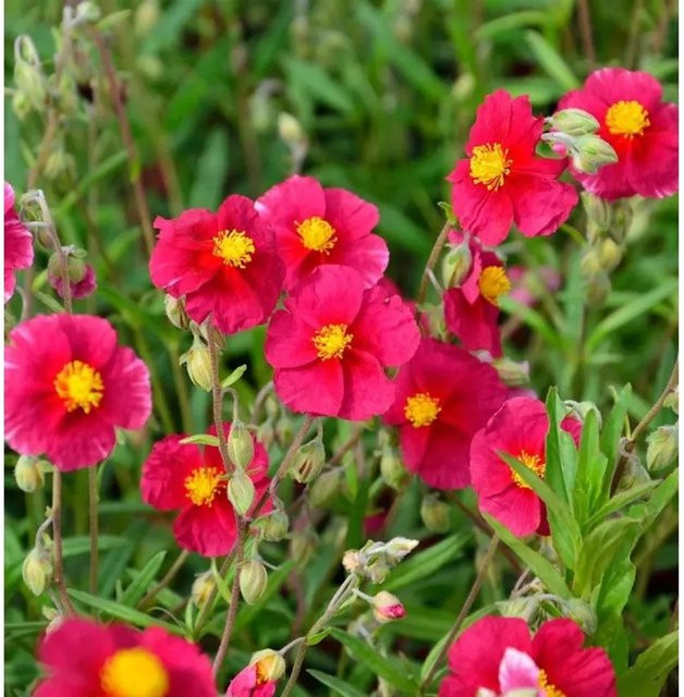 Sonnenröschen Red Orient Helianthemum als roter Bodendecker für Steingärten und Einfassungen - Bild 1