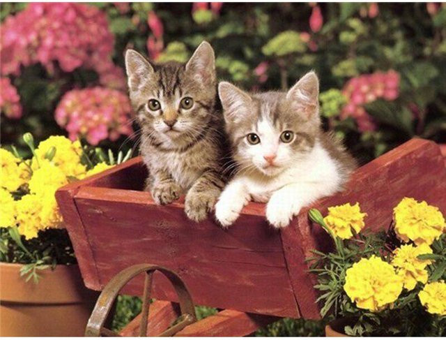 FIYO 5D Diamantmalerei Katze und Blumen DIY Kreuzstich Set in Beige und Multicolour, Breite: 20 cm, Höhe: 30 cm - Bild 1