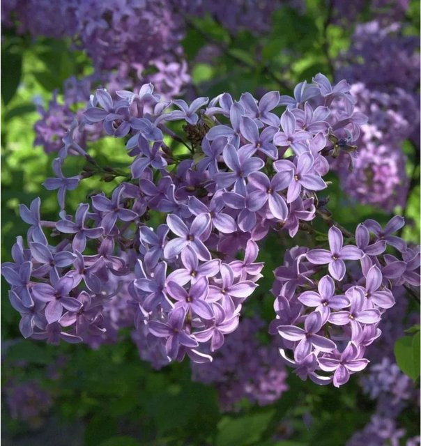 Syringa chinensis Heckenflieder Königsflieder in Grün und Lila, Höhe: 40-60 cm - Bild 1