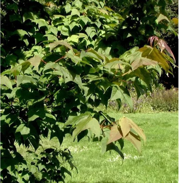 Taiwanesischer Amberbaum Liquidambar formosana Ellen, Höhe: 125-150 cm - Bild 1