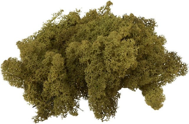 VBS Islandmoos in Grün, 100 g - Bild 1