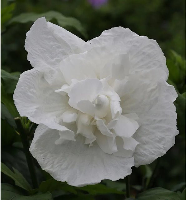 Garteneibisch White Chiffon Hibiscus syriacus in Weiß von Nr-01.de - Bild 1