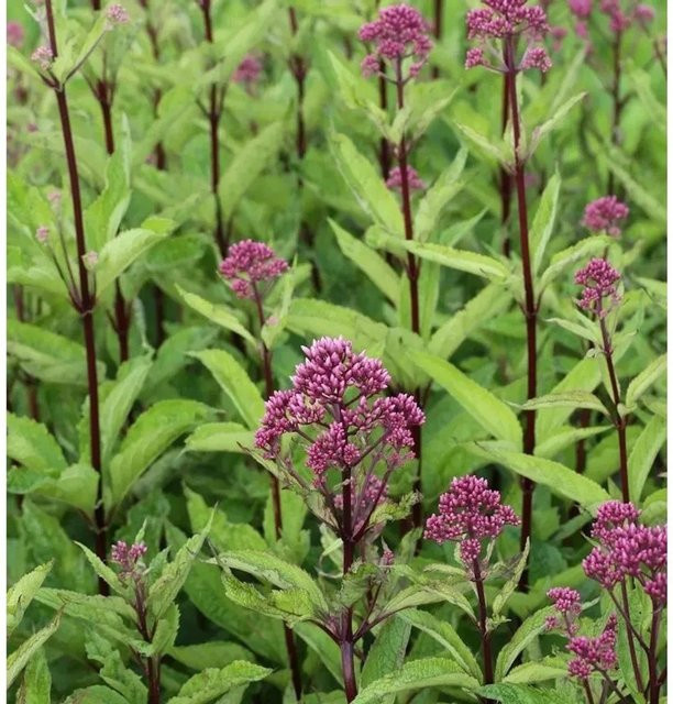 Wasserdost Phantom Eupatorium fistulosum mehrjährige Gartenpflanze - Bild 1