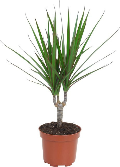 GROW by OBI Drachenbaum Dracaena Marginata in Grün, Topf Durchmesser: 12 cm - Bild 1