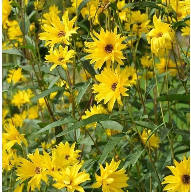 Stauden-Sonnenblume Miss Mellish Helianthus aetifolius Gelb - Bild 1