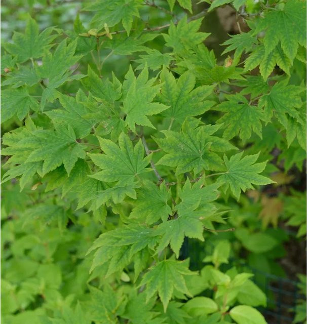 Koreanischer Fächer-Ahorn North Wind Acer pseudosieboldianum Laubbaum, Höhe: 80-100 cm - Bild 1