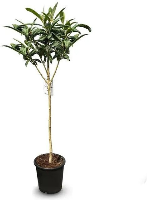 Sunny-Tree Japanische Wollmispel Eriobotrya Japonica Mispero Argelino, Höhe: 150 cm - Bild 1