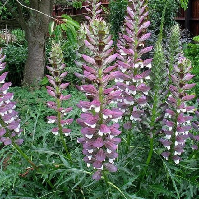 6er Set Arborix Stacheliger Bärenklau Acanthus spinosus in 9cm Töpfen - Bild 1