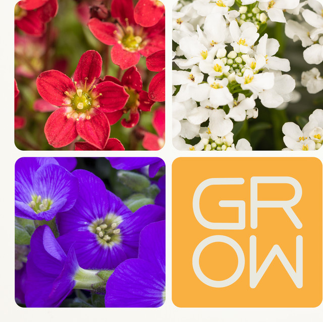 Frühblühendes Polsterstauden Set von BLUME2000 mit Blaukissen, Schleifenblume und Steinbrech für Garten und Beet - Bild 1