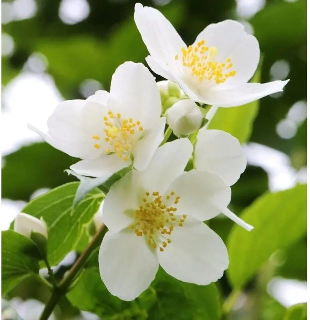 Duftender Bauernjasmin Philadelphus coronarius weiß als Heckenstrauch für den Garten - Bild 1