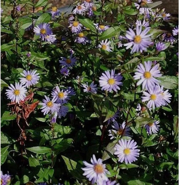 Herbstwild Aster Calliope Aster laevis in Lila - Bild 1