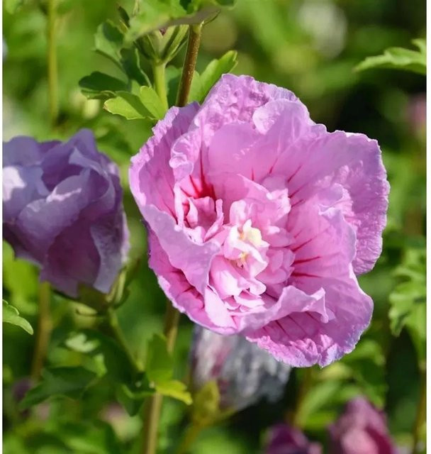 Garteneibisch Hibiscus syriacus Flower Tower Purple von Nr-01.de - Bild 1