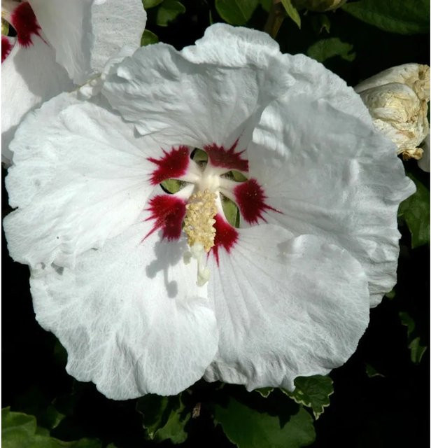 Hibiscus syriacus Red Heart Hochstamm Eibisch in Dunkelrot, Höhe: 60-80 cm - Bild 1