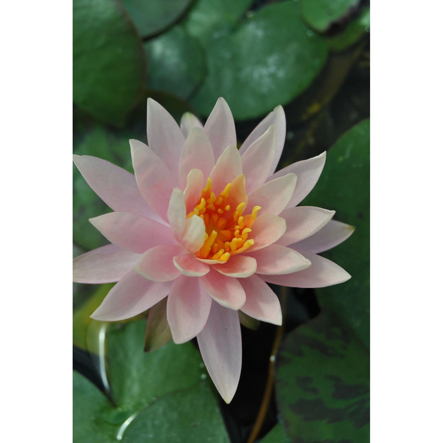 GROW by OBI Seerosen Set Rosennymphe Nymphaea Rosa in Pink für den Gartenteich, Topf Höhe: 11 cm - Bild 2