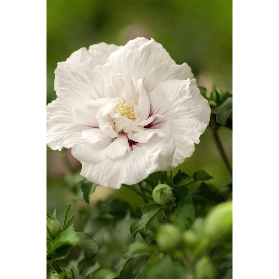 Hibiscus syriacus Garten-Eibisch White Chiffon von Pflanzen für dich, Höhe: 60-80 cm - Bild 2