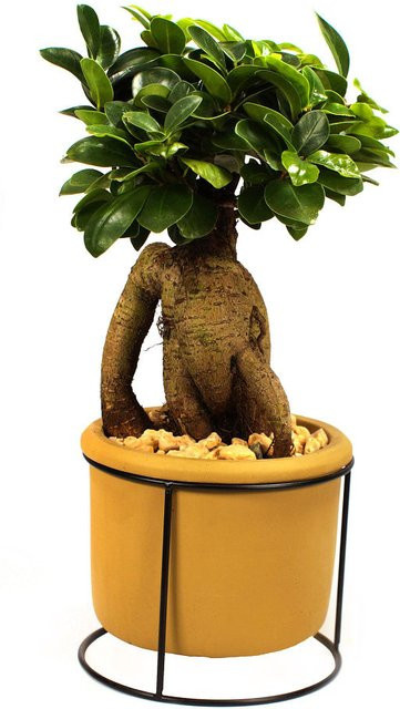 Ginseng-Bonsai Ficus als Zimmerpflanze im Betontopf von Mein schöner Garten Shop - Bild 1