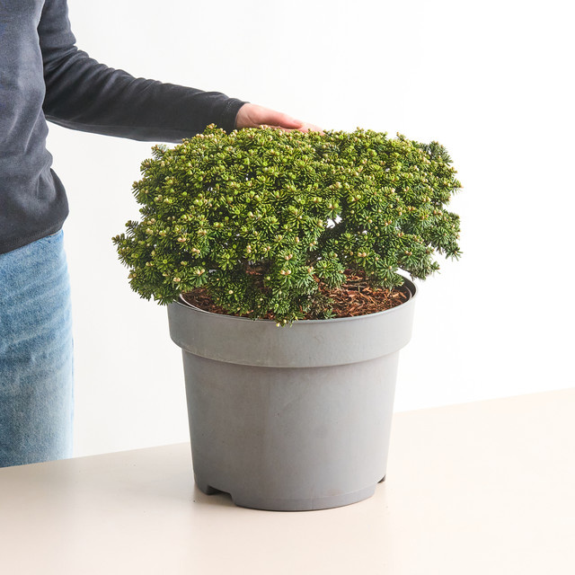 Zwerg-Koreatanne Brilliant Abies Koniferen-Gehölz von BLUME2000 - Bild 1