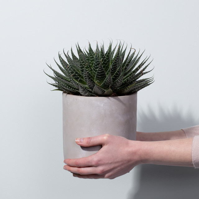 Aloe Aristata Sukkulente von BLUME2000 als grüne Zimmerpflanze in Rosettenform - Bild 1