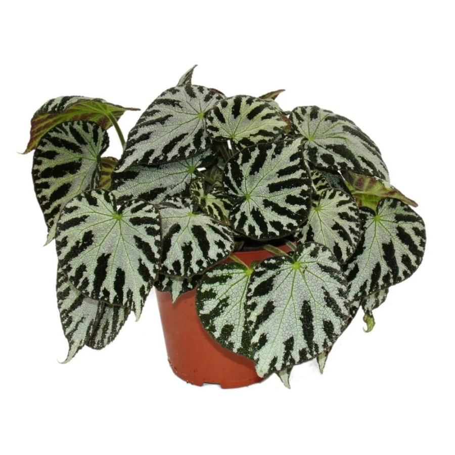 Exotenherz Blattbegonie Silver Jewel Königsbegonie Blattschmuckbegonie im 12cm Topf - Bild 2