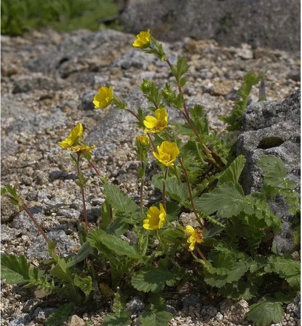 Gebirgs Nelkenwurz Geum montanum Stauden für Steingärten und Staudenbeete - Bild 1
