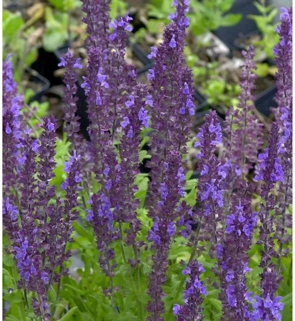 Ziersalbei Blaukönigin Salvia nemorosa als blaue/violette Staude für Staudenbeete, Steingärten und als Schnittblume - Bild 1